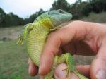 Balkan green Lizard (<i>Lacerta trilineata</i>) Same female <i>polylepidota</i>